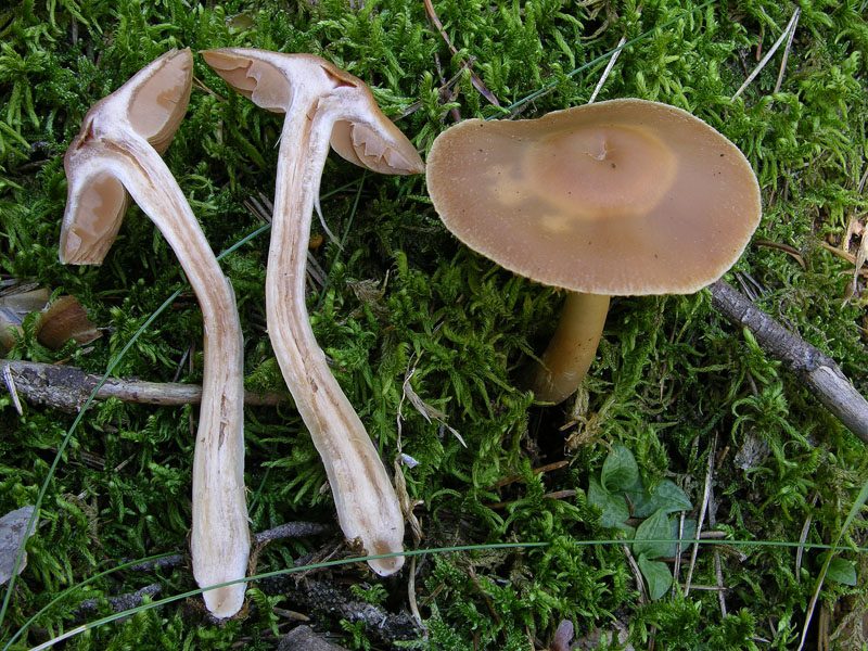 Alcuni Cortinarius.